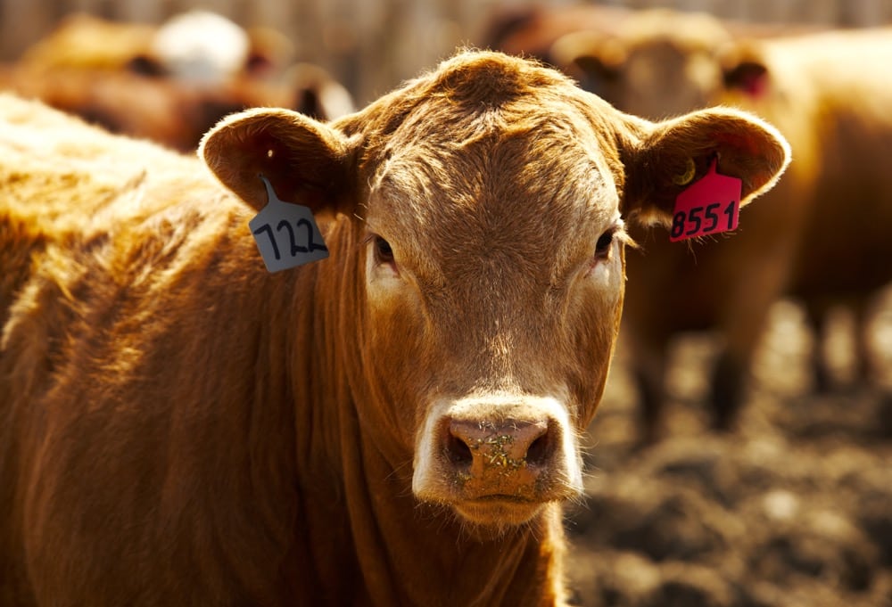 The four researchers chosen for the program offer a range in experience in fields including food safety, beef cattle production, forage nutrition and sustainability. 