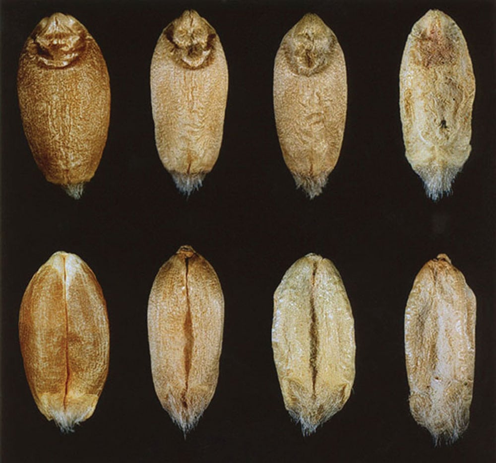 On the far left is sound red spring wheat seed. Next is a ‘not a fusarium- damaged’ kernel — it does not have sufficient seed discolouration
or fibrous fungal growth, also called mycelial growth, to qualify as a fusarium-damaged kernel. Next is fusarium-damaged kernels with light symptoms (mycelial growth is visible around the germ and in the broad crease, and the seed looks shrivelled and chalky white). On the far right are fusarium-damaged kernels with severe symptoms (abundant mycelial growth is visible on both seed surfaces, with some pink discolouration at the germ. The seed has a shrivelled, chalky white appearance).