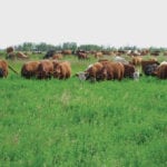 Once animals are adjusted to a hay stand, it is best not to remove them.