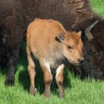 For the first 10 or so weeks of their lives, Elk Island bison calves have a reddish-orange colour, earning them the nickname ‘Little Reds.’ Most have mixed parentage but are indistinguishable from purebred wood or plains bison.
