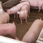 Alberta pork producers are losing $50 per pig — or $10,000 per week for a typical operation. The Canadian Pork Council is calling on Ottawa to cover some of those losses after Washington offered aid to its farmers hit by a tariff war launched by U.S. President Donald Trump.