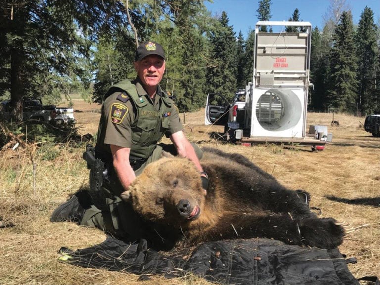 Too close for comfort Farmers recount grizzly bear encounter Alberta Farmer Express