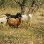 Icelandic sheep are hardy and do well in Alberta’s environment.
The Somervilles have never lost one to a coyote.