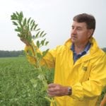 Pulse expert Mark Olson checks a fababean plant for nodules.