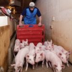 There are 16 pigs shown here — raise them to market weight and you’re looking at a loss of $800 or more.