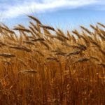 A new 4-P program is aimed at creating improved CPSR wheat varieties.