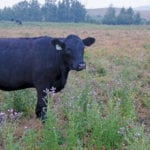 The cows may not notice anything different, but just about every aspect of cattle markets is behaving unusually these days.