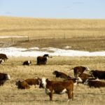 Upcoming cattle sale sessions just for VBP+ cattle