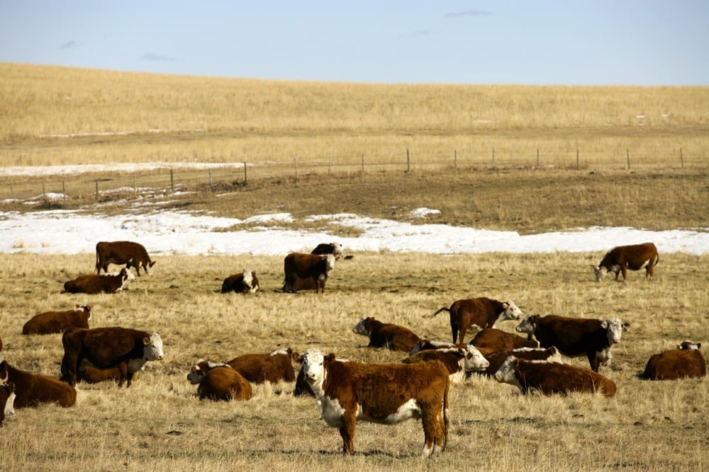 Upcoming cattle sale sessions just for VBP+ cattle