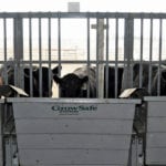 Lakeland College uses the GrowSafe system to measure feed efficiency in the animals it tests.