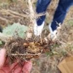 Counties remain vigilant — but not heavy handed — in clubroot battle