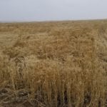 It was the second, heavier September snowstorm that flattened big chunks of his wheat fields, said Jason Lenz.