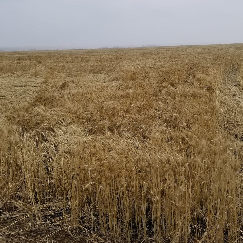 It was the second, heavier September snowstorm that flattened big chunks of his wheat fields, said Jason Lenz.