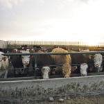 A hot and dry summer has reduced barley weights in many areas, but lighter-weight barley doesn’t have a big impact on daily gain, says a provincial beef specialist.