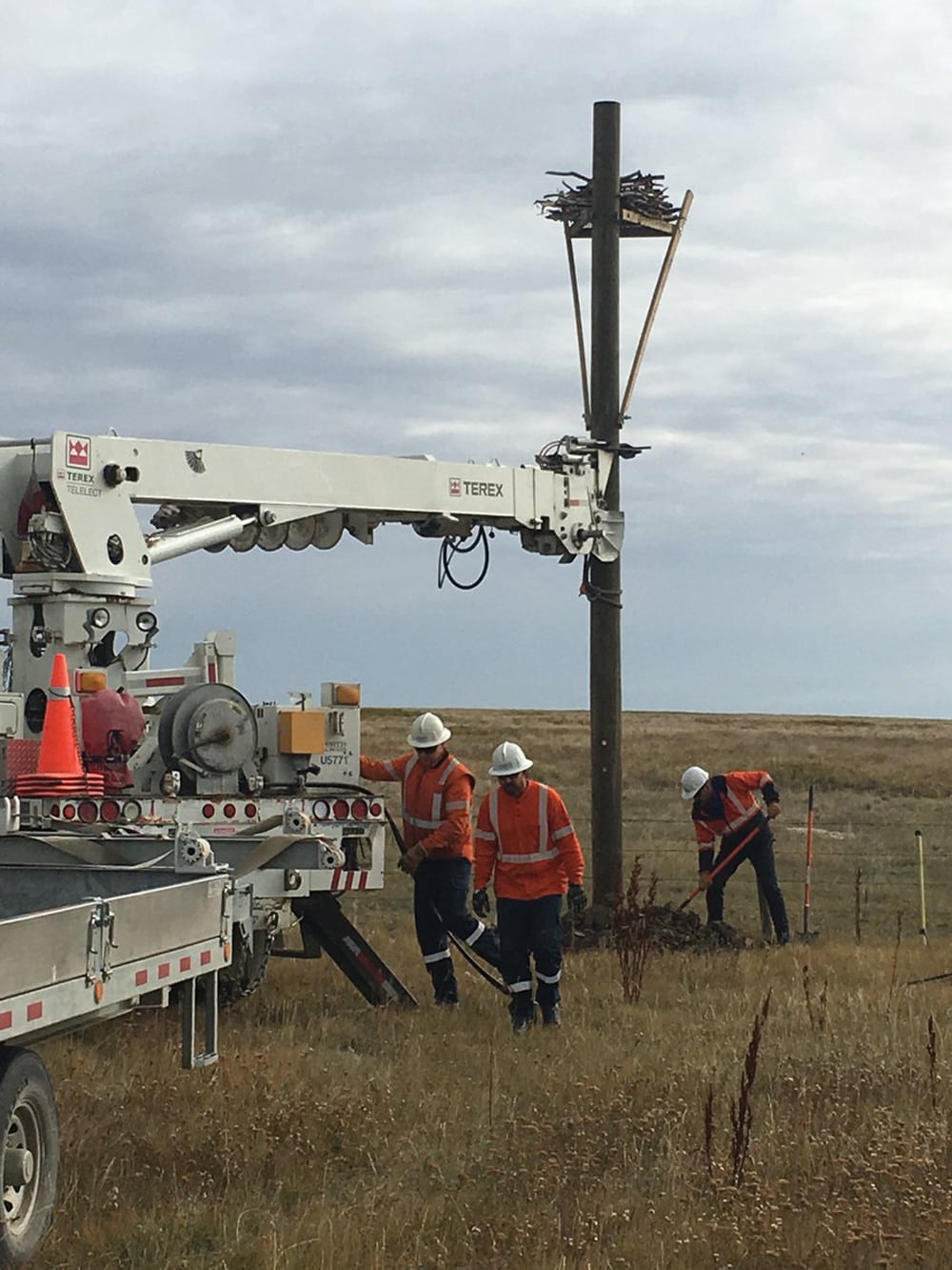 A team puts the finishing touches on the new nesting platform and nest for the ferruginous hawks.