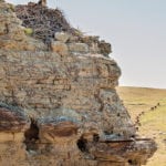 A nest of ferruginous hawk chicks sit nestled into their nest built on the side of this cliff.