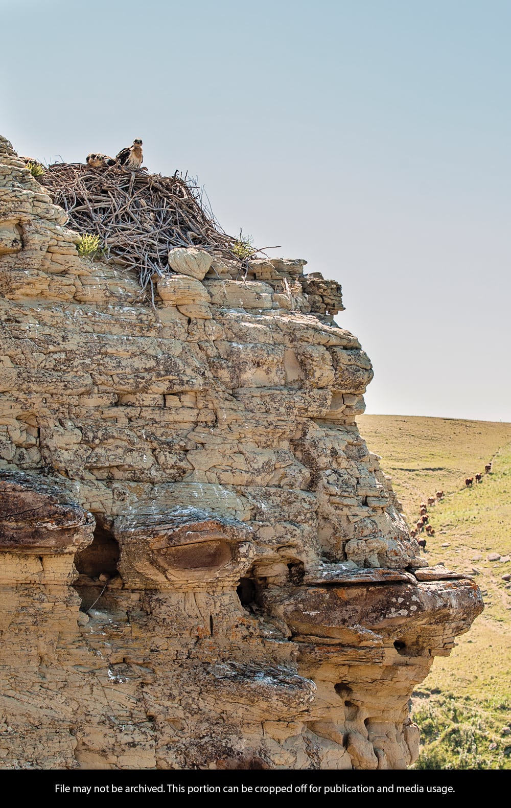 A nest of ferruginous hawk chicks sit nestled into their nest built on the side of this cliff.