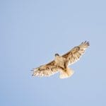 A ferruginous hawk in flight.