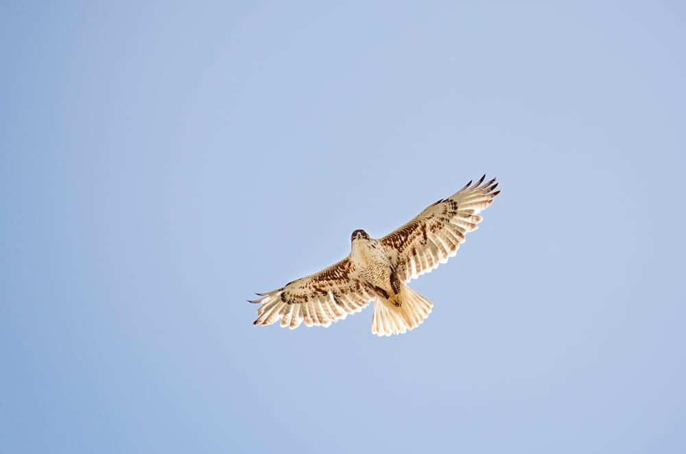 A ferruginous hawk in flight.