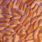 “They’re labelling Canadian durum as an inferior product in their market, and they’re using all of the trade obstacles that they can to prevent Canadian durum from getting into their market.” – Tom Steve, Alberta Wheat and Alberta Barley.