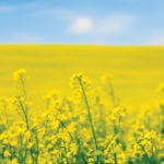Trade agreement a big deal for canola growers
