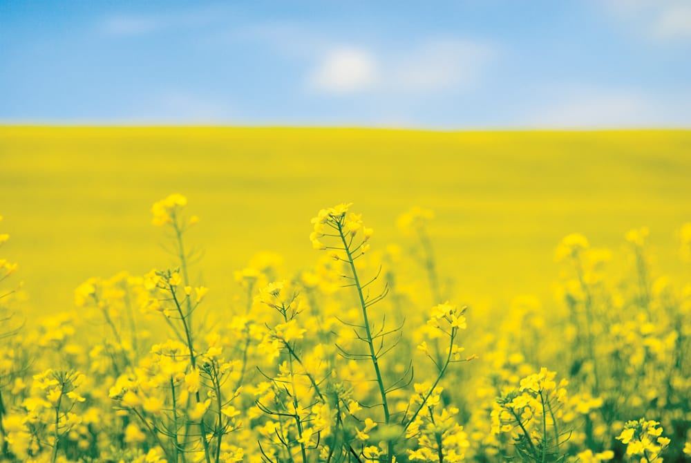 Trade agreement a big deal for canola growers