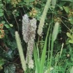 Timothy is considered the gold standard among grass hays because of its high palatability, easy digestibility and low-energy yet nutritious profile.