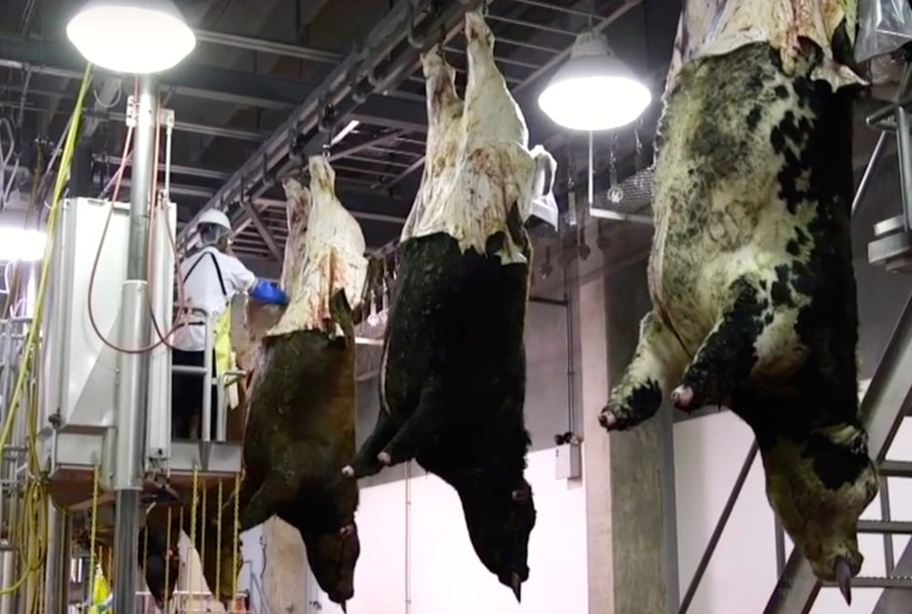 A still from a video explaining the findings from the latest National Beef Quality Audit.