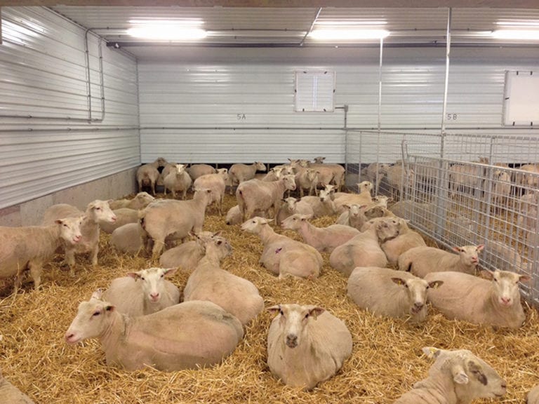 New carcass evaluation system key to moving lamb industry forward