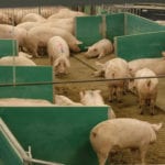 Overhead views of sows in a Maple Leaf Foods’ barn in Manitoba using its “advanced open sow housing system.”