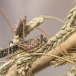 In a hot, dry year, you expect a lot of heat-loving pests, but that wasn’t the case this year in much of Alberta — although these fellows were more numerous south of Highway 1.