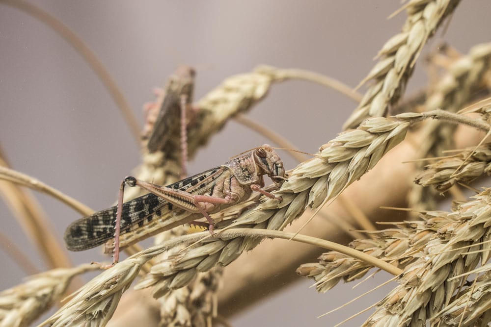 In a hot, dry year, you expect a lot of heat-loving pests, but that wasn’t the case this year in much of Alberta — although these fellows were more numerous south of Highway 1.