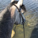 One type of mosquito, the Culex tarsal, spreads the West Nile virus to horses and humans and this species usually appears later in the summer season.