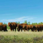 The Feeder Association Loan Guarantee Program, which dates back more than eight decades, is a major source of capital for cow-calf producers
in the province.