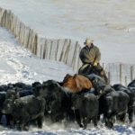 This photo, shot in the Cyprus Hills near Elkwater, is a typical iconic image of Alberta’s cattle sector. But it was taken in January 2005 — one week before a second case of BSE was confirmed. It would be years before borders fully reopened to beef and live cattle, and even longer for the after-effects of the crisis to play out.