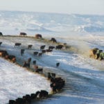 With hay and silage in limited supply, or too expensive, feeding a straw-grain ration to pregnant cows may be a viable alternative for some.