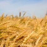 The two proposed seed royalty models have come with many questions from producers.