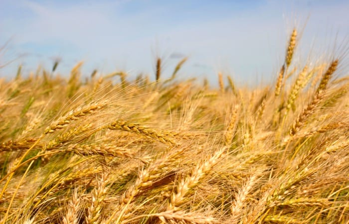 The two proposed seed royalty models have come with many questions from producers.