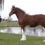 Puzzle, the Supreme Grand Champion, with Wes Gordeyko, of Willow Way Farms at the World Clydesdale Show.