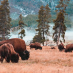 The updated bison code of care has a wealth of information
