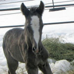 A young foal is a lot like a child. They’re both a wonderful thing and an expensive long-term commitment that requires a lot of work to succeed.