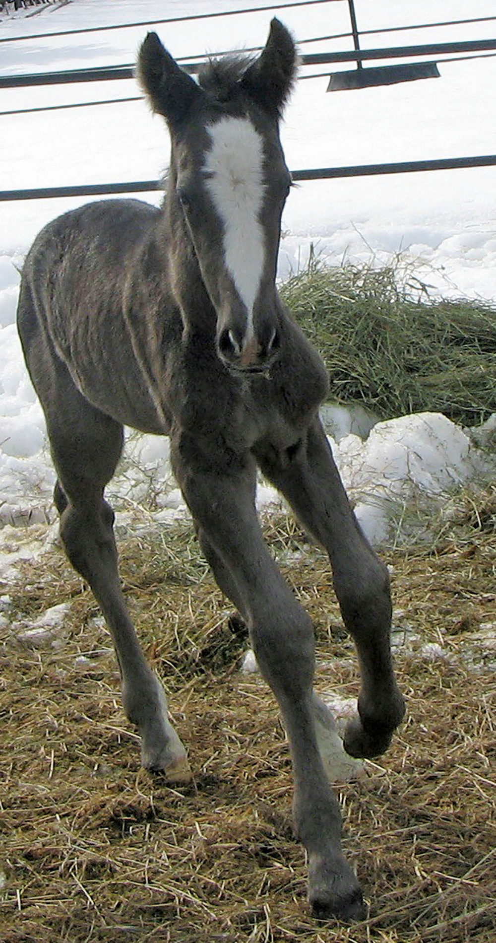A young foal is a lot like a child. They’re both a wonderful thing and an expensive long-term commitment that requires a lot of work to succeed.