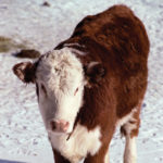 Hereford calf on a snow field