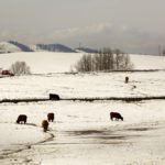 The pilot program sourced 3.7 million pounds of certified sustainable beef in its first year.