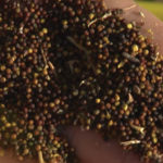 Some farmers are seeing a reduction in the green seed count in stored canola, others are seeing ‘dry’ canola spoil because of green seed.