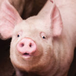 The process of dealing with a PED outbreak at an Alberta farm is just one part of a province-wide effort to prevent further cases.