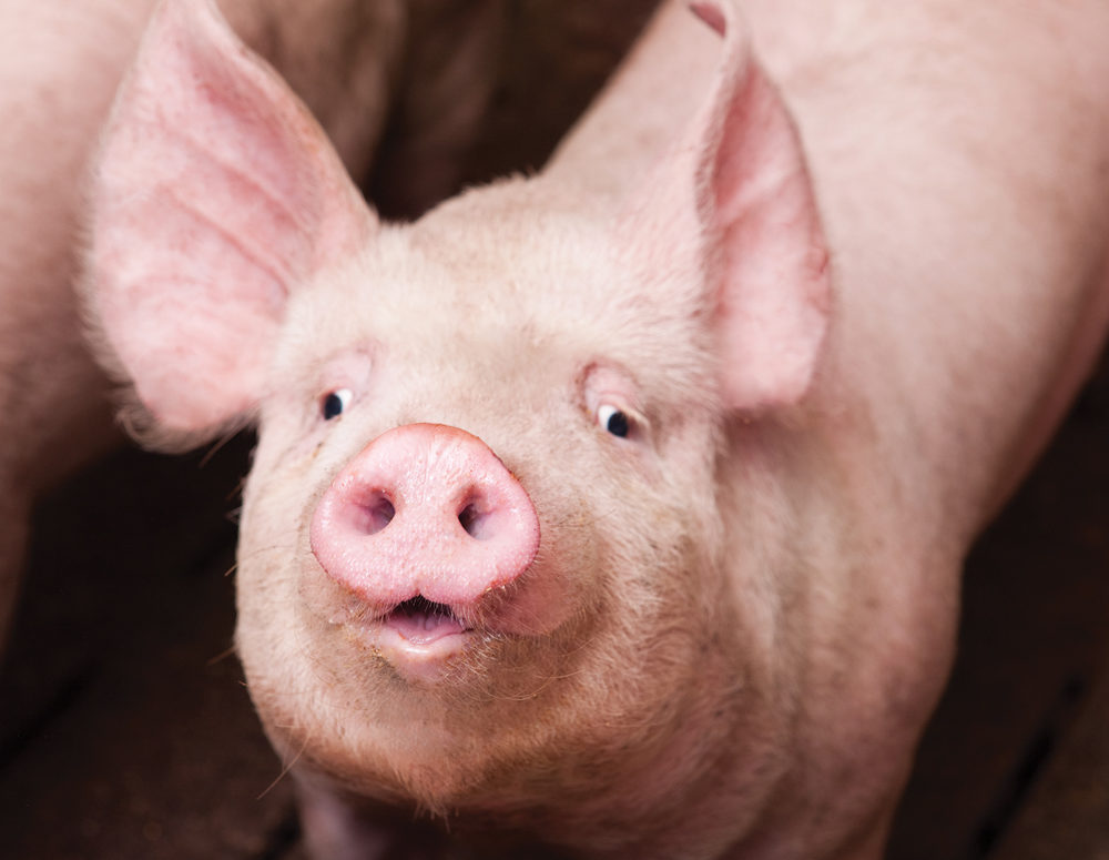 The process of dealing with a PED outbreak at an Alberta farm is just one part of a province-wide effort to prevent further cases.