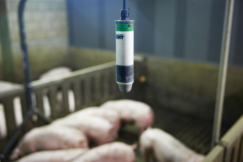 The Pig Cough Monitor employs microphones in the barn and an algorithm to detect respiratory problems in pigs long before symptoms of the illness would be noticeable to humans.