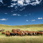 The picturesque Waldron Ranch offers 65,000 acres
of grazing for 13,000 cattle.