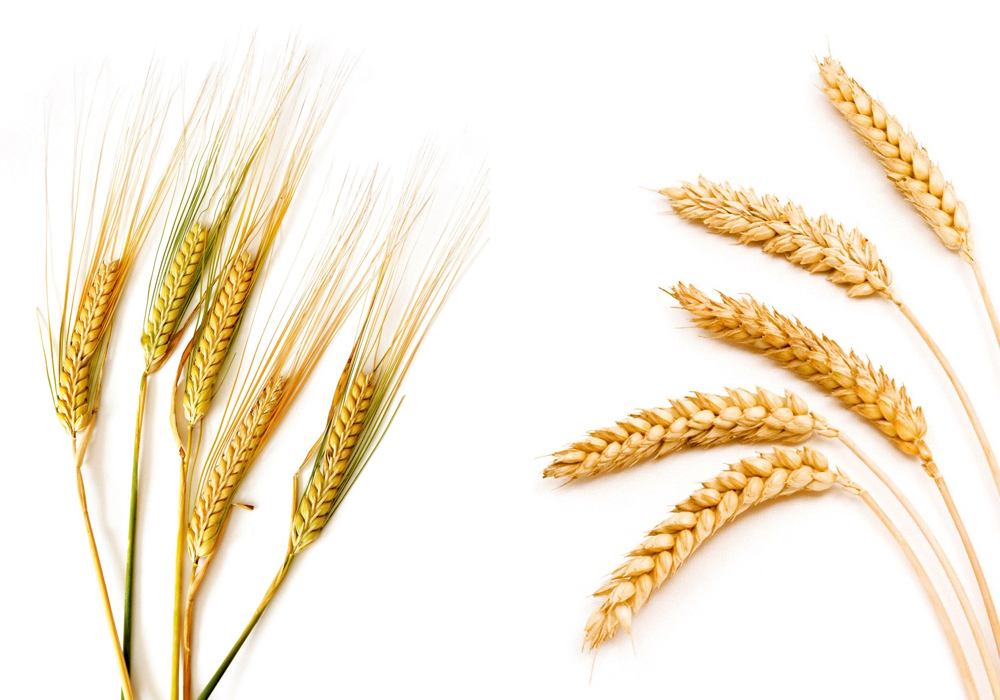 New chairs for Alberta Barley and Alberta Wheat